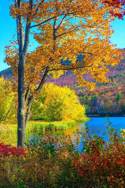Gulin, Sylvia 아티스트의 USA-New Hampshire-Franconia-small lake surrounded by Fall color of Maple-White Birch-and American B작품입니다.